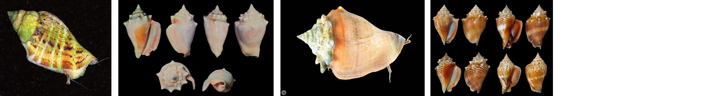 Images of Fighting Conchs